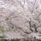 立川昭和記念公園 お花見を体験 時間は何時まで？入口はどこ？