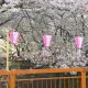 目黒川の桜はまだ見頃？中目黒駅からお花見で歩いた体験をレポ