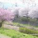 南浅川の桜並木を見に西八王子駅から歩く（前半 松月桜の手前まで）
