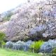 滝ヶ原運動場の桜 スーパーjチャンネル tvで紹介　八王子に観に行きました