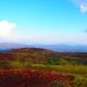 志賀高原の紅葉見頃!志賀草津道路の渋峠横手山白根山など群馬側は？