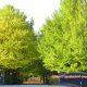昭和記念公園イチョウの紅葉状況は？昭島口までサイクリングで行ってきた