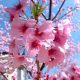 東工大の桜の一般公開や開花状況、アクセスは？あさイチ紹介お花見穴場の魅力とは