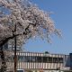 国立の桜2018の開花状況や見ごろは？大学通りの見所で私のおすすめもご紹介