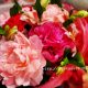 シャクヤクの花束を母の日に！イイハナ千趣会と日比谷花壇から5000円台で