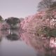 井の頭公園のお花見スポットや場所取り、デートのランチはどこがいい？