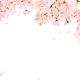 多摩の桜　隠れた名所　スーパ―Ｊチャンネルより４つをご紹介 松月桜の追記あり